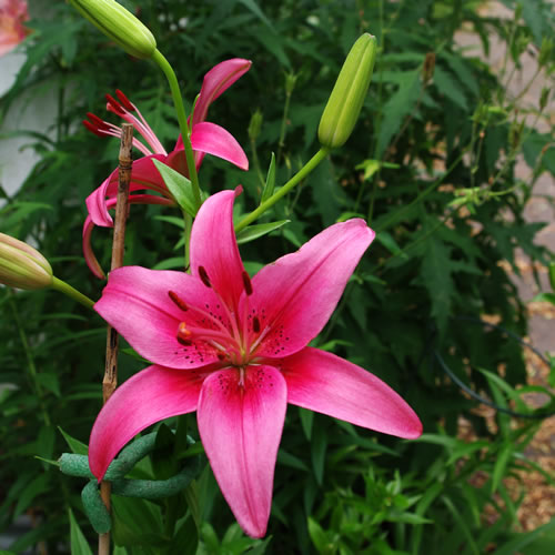 Lilium Dolly Madison